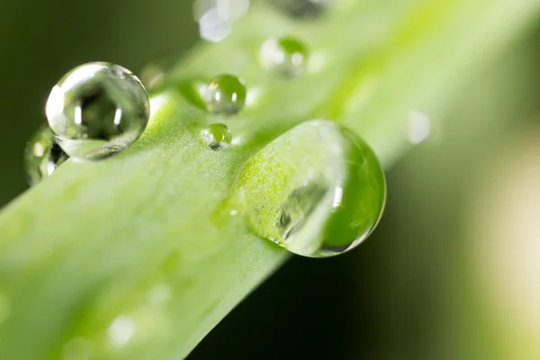 Vatten droppar på den färska gröna skjuta. Supermakro — Stockfoto