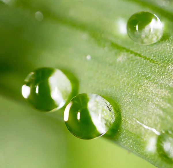 Vatten droppar på den färska gröna skjuta. Supermakro — Stockfoto