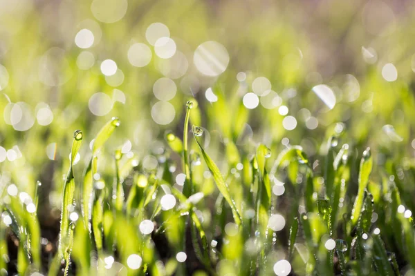 Gotas de orvalho na grama verde. macro — Fotografia de Stock