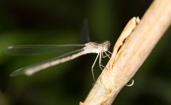 Vážka v přírodě. Zavřít — Stock fotografie