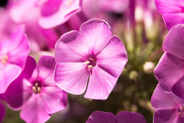 Schöne rosa Blume in der Natur, Nahaufnahme — Stockfoto