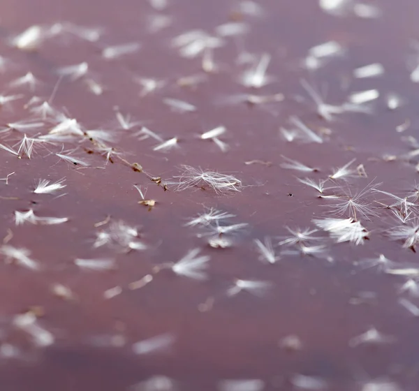 自然界中水面上蒲公英的绒毛 — 图库照片