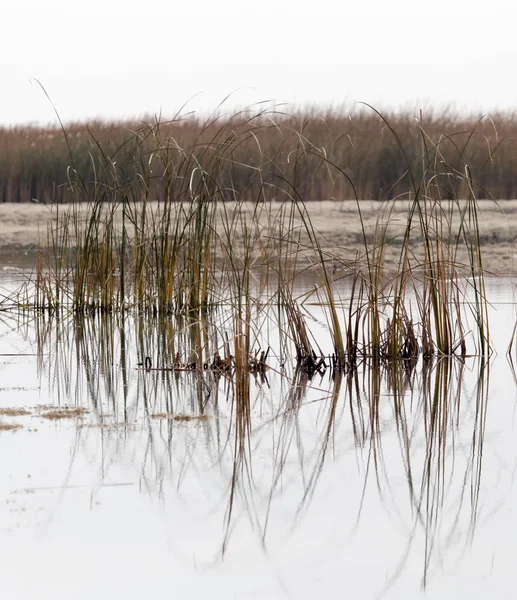 sazlık gündoğumu gölde üzerinde