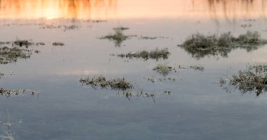 arka plan olarak sonbaharda göle yosun