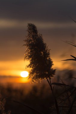 gün batımında bulrush