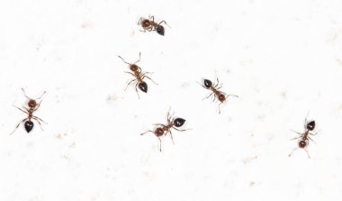 Beyaz duvardaki karıncalar