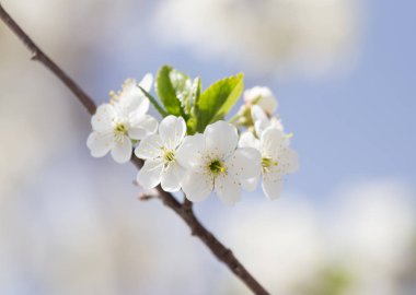 Mavi gökyüzüne karşı ağaçtaki çiçekler