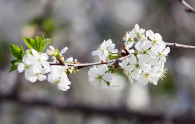 Doğadaki ağaçta beyaz çiçekler