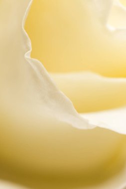 yaprakları beyaz bir arka plan olarak yükseldi. Makro