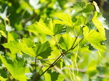 bıyık üzüm doğada