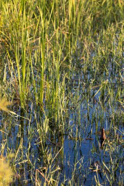 Doğadaki gölün sularında sazlar.