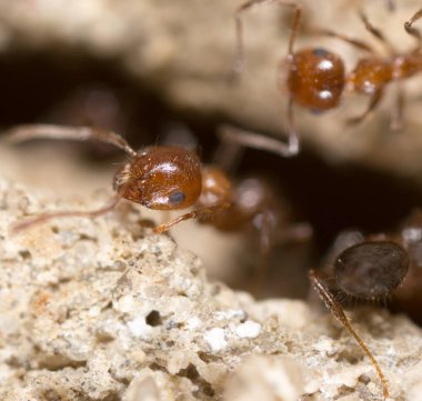 yerde karınca. Super makro