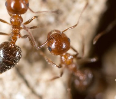 yerde karınca. Super makro