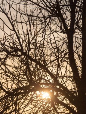 Gün doğumunda bir ağacın çıplak dalları