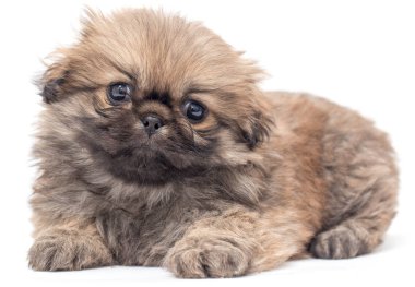 Beyaz bir arka plan üzerinde güzel küçük tüylü köpek yavrusu