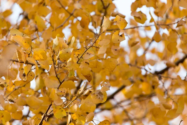 Hojas amarillas sobre árboles otoñales como fondo —  Fotos de Stock