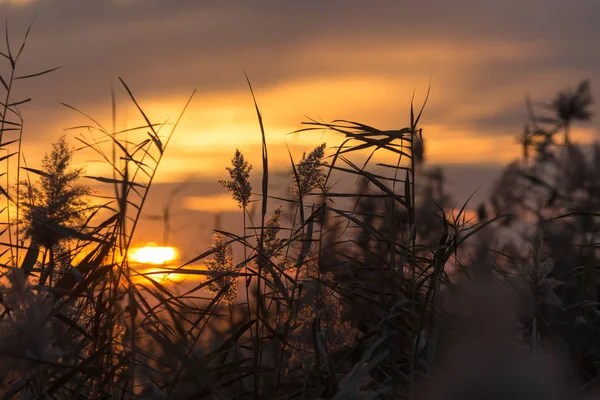 Bulrush al atardecer — Foto de Stock