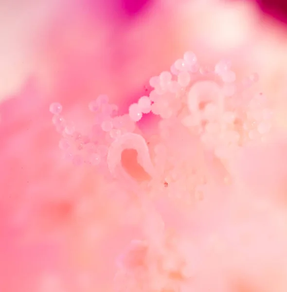 Пыльца в цветах. супер макрос — стоковое фото
