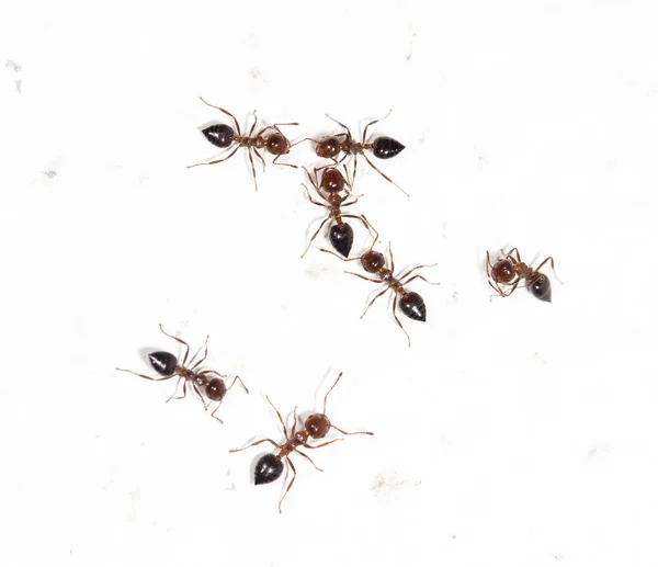 Hormigas en una pared blanca — Foto de Stock