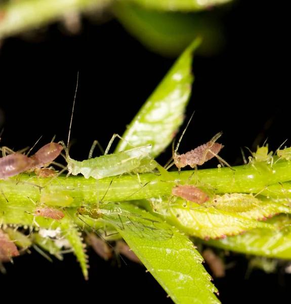 Pulgones en la planta. cerrar —  Fotos de Stock