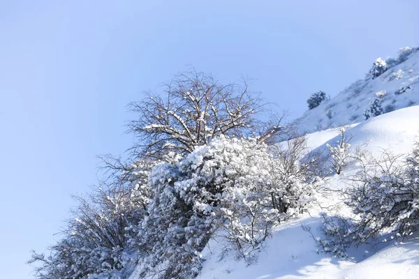 Strom ve sněhu proti modré obloze — Stock fotografie