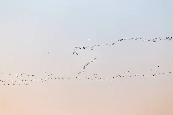 Ein Schwarm Vögel bei Sonnenuntergang — Stockfoto