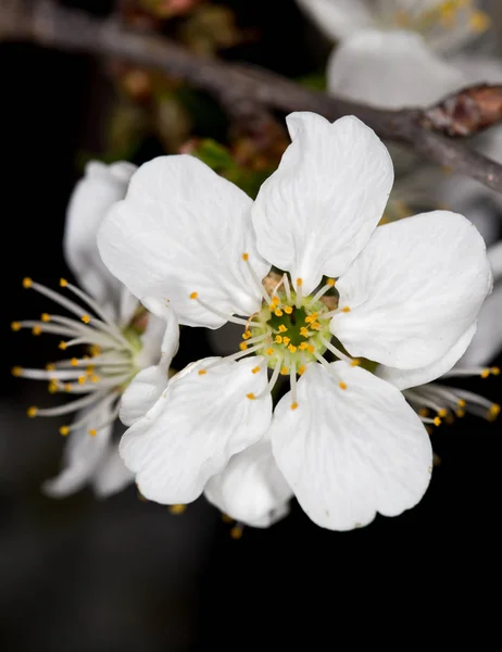Flores brancas de cereja em um fundo preto — Fotografia de Stock