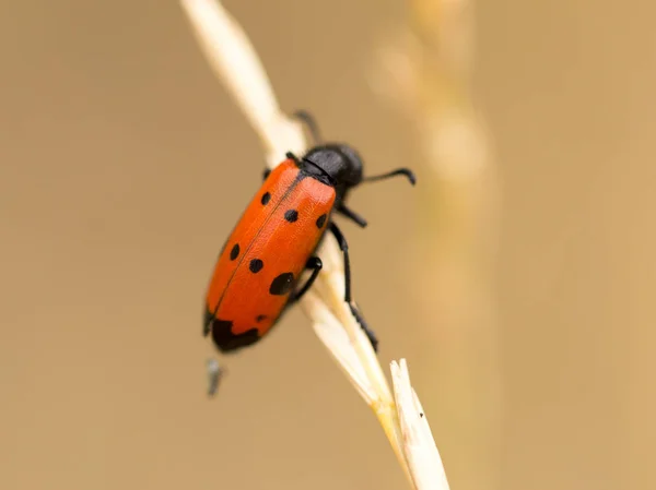 Scarabeo rosso sulla natura. vicino — Foto Stock