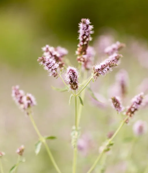 Paarse bloem in de natuur — Stockfoto