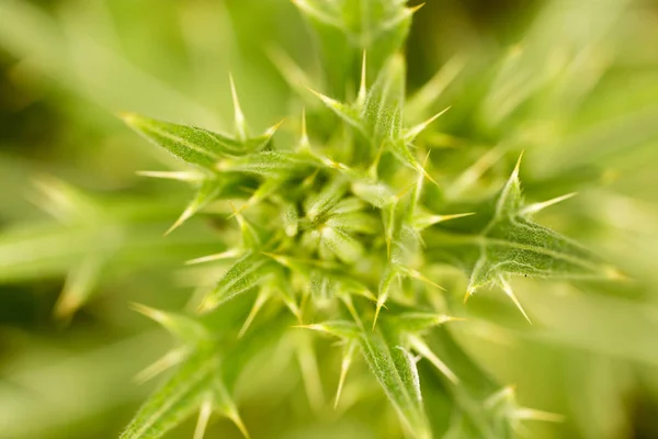 Stekelige plant in de natuur — Stockfoto