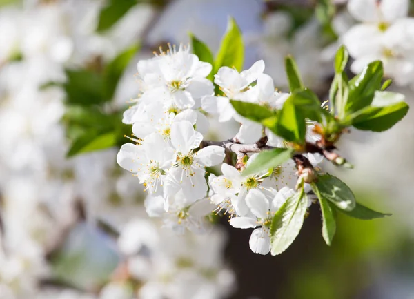 Vita blommor på trädet i naturen — Stockfoto