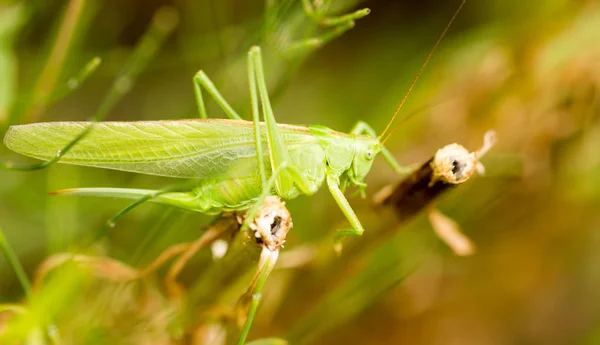 Sprinkhaan in de natuur. sluiten — Stockfoto