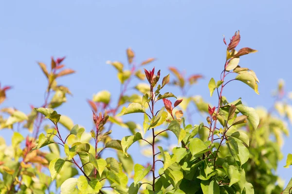 Bladeren op een boom tegen de blauwe lucht — Stockfoto