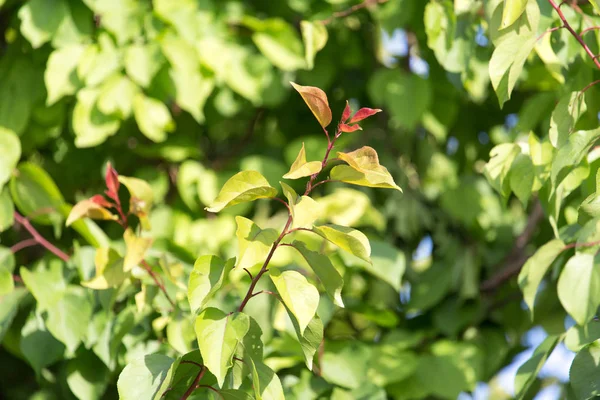 Foglie verdi sull'albero in natura — Foto Stock