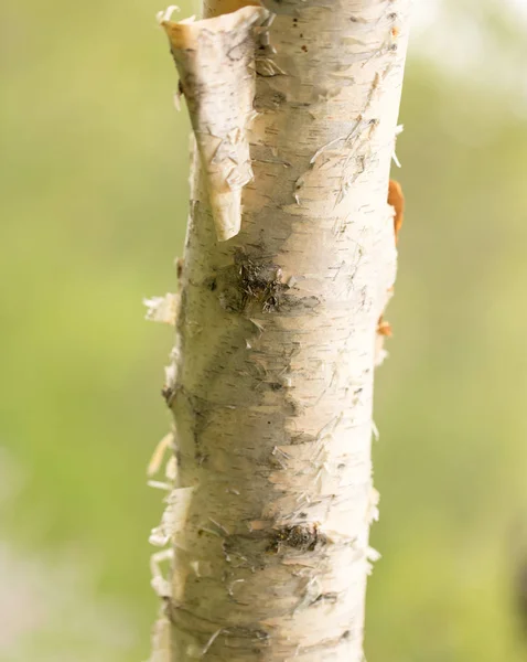 Pnia brzozy dzikiej natury — Zdjęcie stockowe