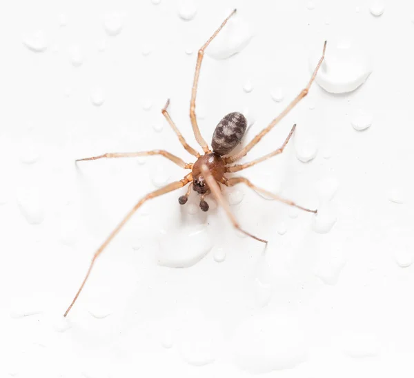 Pók fehér alapon vízcseppekkel — Stock Fotó