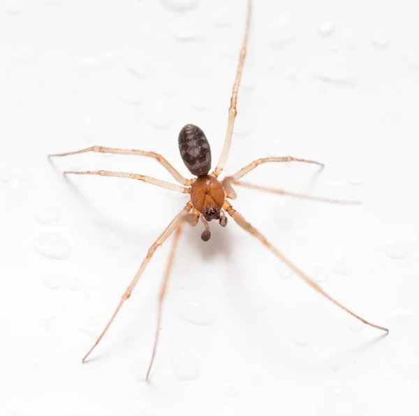 Павук на білому тлі з краплями води — стокове фото