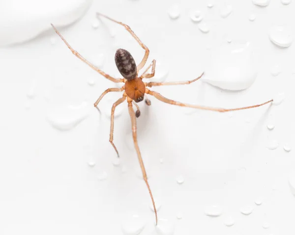 Aranha em um fundo branco com gotas de água — Fotografia de Stock