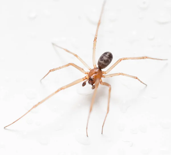 Aranha em um fundo branco com gotas de água — Fotografia de Stock