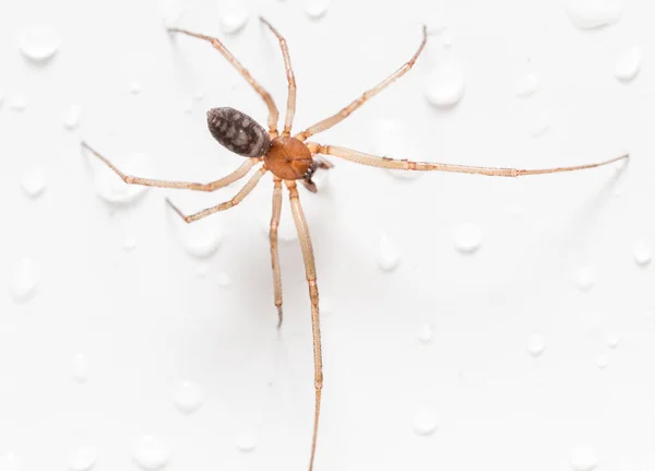 Araña sobre un fondo blanco con gotas de agua —  Fotos de Stock