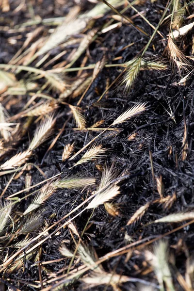 Палена трава з вухами — стокове фото