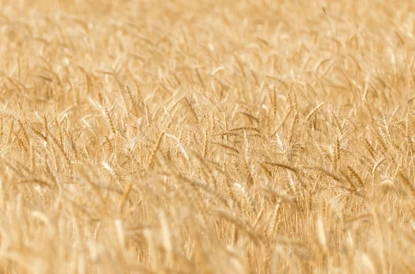 Espigas de trigo na natureza — Fotografia de Stock