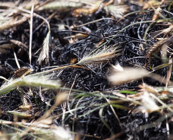 Kulakları ile yanmış çimen — Stok fotoğraf