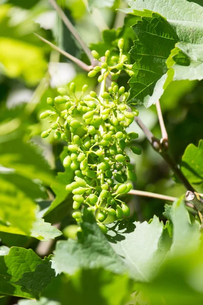 Jovem cacho de uvas na natureza — Fotografia de Stock