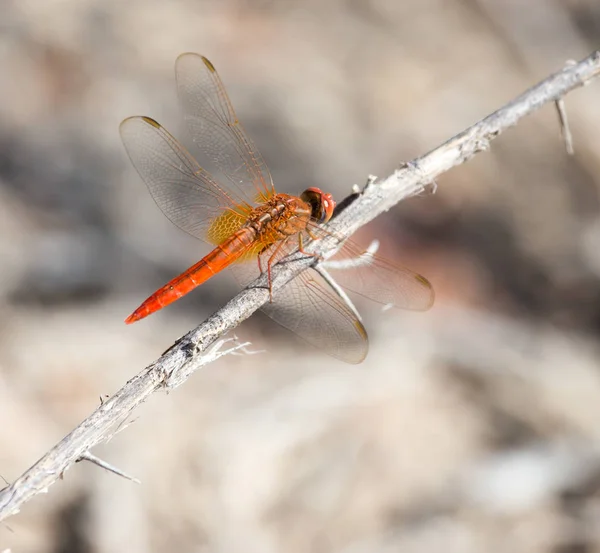 Dragonfly на природі — стокове фото