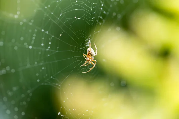 La araña en la tela en la naturaleza —  Fotos de Stock