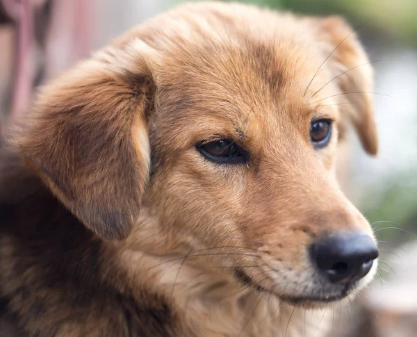 Porträtt av en hund på naturen — Stockfoto