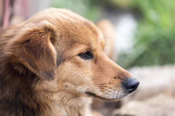 Portret van een hond op de natuur — Stockfoto