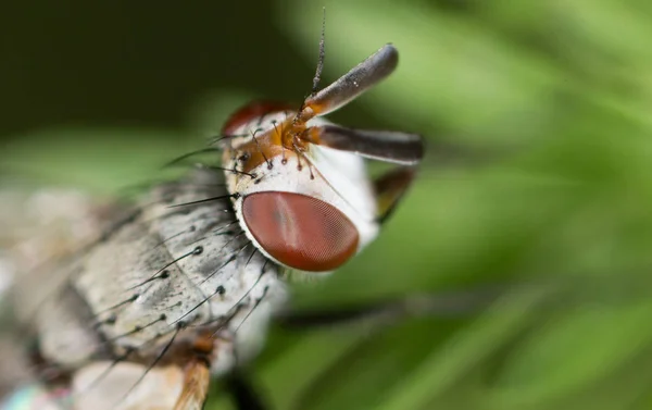 Volare nella natura. vicino — Foto Stock