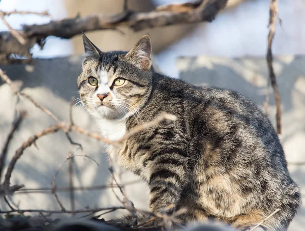 Kočka na střeše domu v přírodě — Stock fotografie